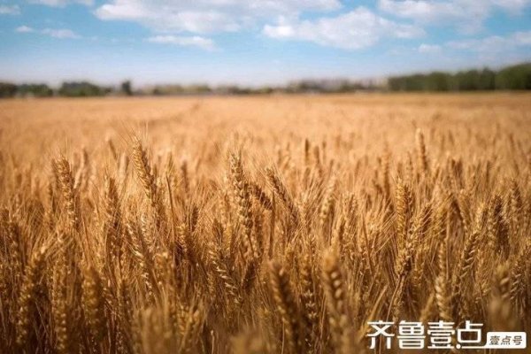 【青未了】鹿剑林/父亲的麦地
